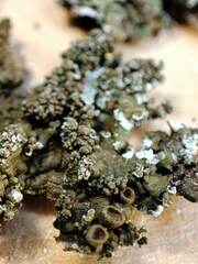 Xanthoparmelia loxodes