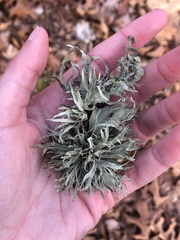 Ramalina complanata