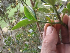 Palicourea boqueronensis