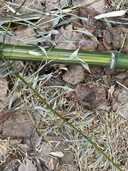 Phyllostachys aureosulcata