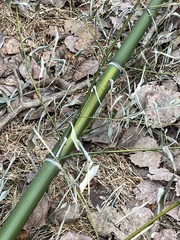Phyllostachys aureosulcata
