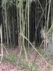 Phyllostachys aureosulcata