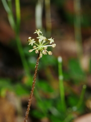 Hydrocotyle elongata