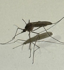 Culiseta inornata
