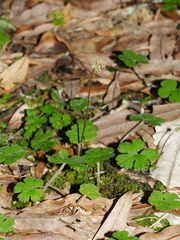 Hydrocotyle elongata