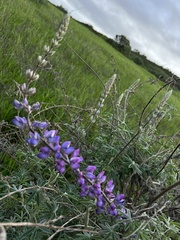 Lupinus longifolius