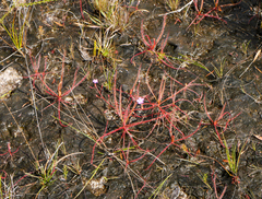 Drosera serpens