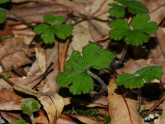Hydrocotyle elongata