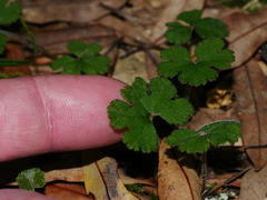 Hydrocotyle elongata