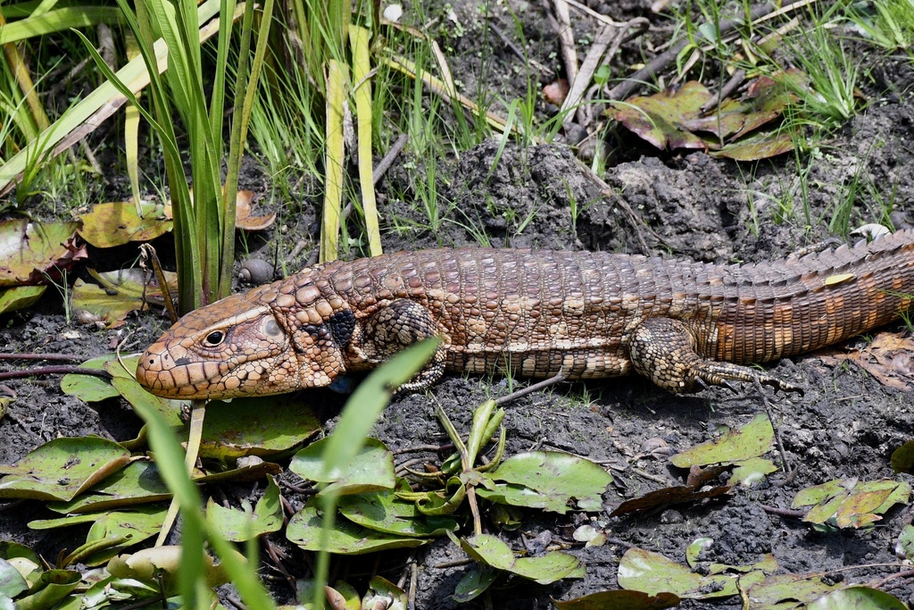 Paraguay Caiman Lizard