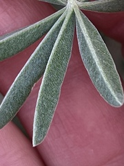Lupinus longifolius
