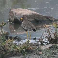 Vanellus senegallus