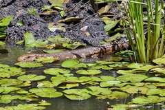 Dracaena paraguayensis