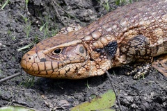 Dracaena paraguayensis