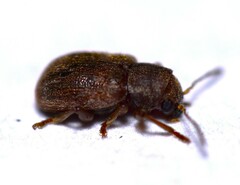 Xanthonia hirsuta