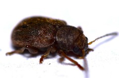Xanthonia hirsuta