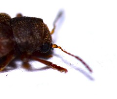 Xanthonia hirsuta