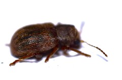 Xanthonia hirsuta