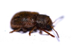 Xanthonia hirsuta