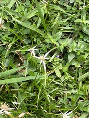 Rhynchospora nervosa