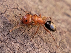 Camponotus discolor