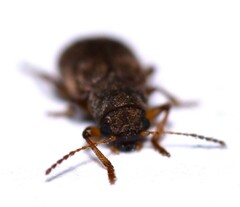 Xanthonia hirsuta