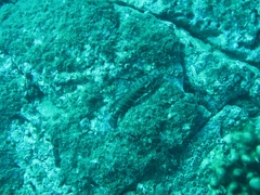 Cephalopholis panamensis