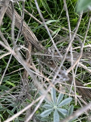 Lupinus longifolius