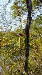 Nepenthes