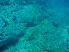 Mulloidichthys dentatus