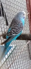 Melopsittacus