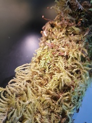 Brachythecium campestre