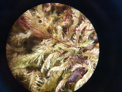 Brachythecium campestre