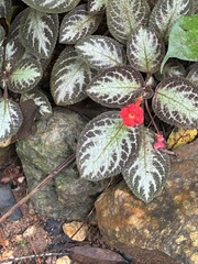 Chrysothemis pulchella