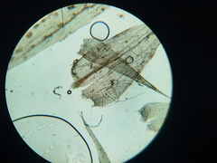 Brachythecium campestre