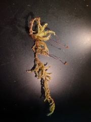 Brachythecium campestre