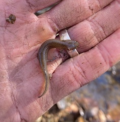 Pseudotriton ruber