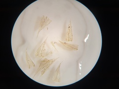 Brachythecium campestre