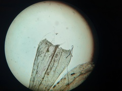 Brachythecium campestre