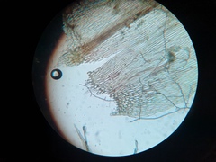 Brachythecium campestre