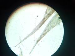 Brachythecium campestre