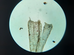 Brachythecium campestre