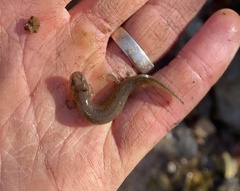 Pseudotriton ruber