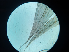 Brachythecium campestre