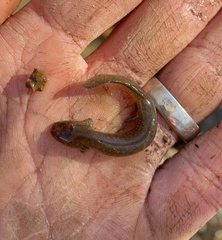 Pseudotriton ruber