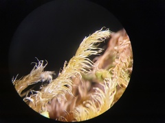 Brachythecium campestre