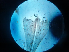 Brachythecium campestre