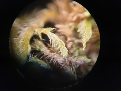 Brachythecium campestre