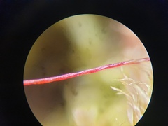 Brachythecium campestre