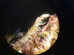 Brachythecium campestre